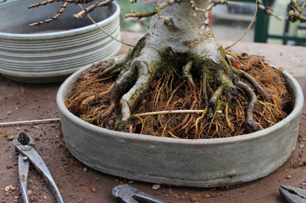 Roots Maple bonsai